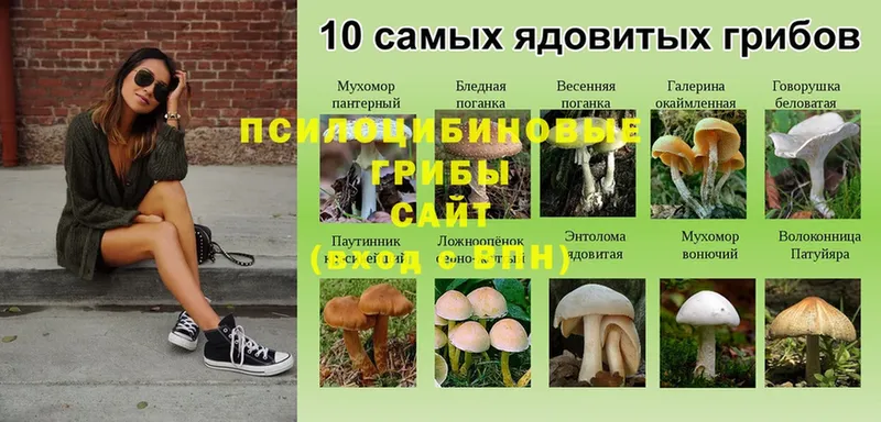 Галлюциногенные грибы Magic Shrooms  закладка  Исилькуль 